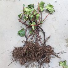十年大苗葡萄苗盆栽地栽葡萄树苗爬藤果树苗当年结果南方北方种植