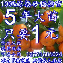 果树苗正宗四会砂糖橘苗橘子树苗无核桔子苗金桔柑橘苗地栽柚子苗