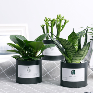 铁罐盆栽多肉植物组合