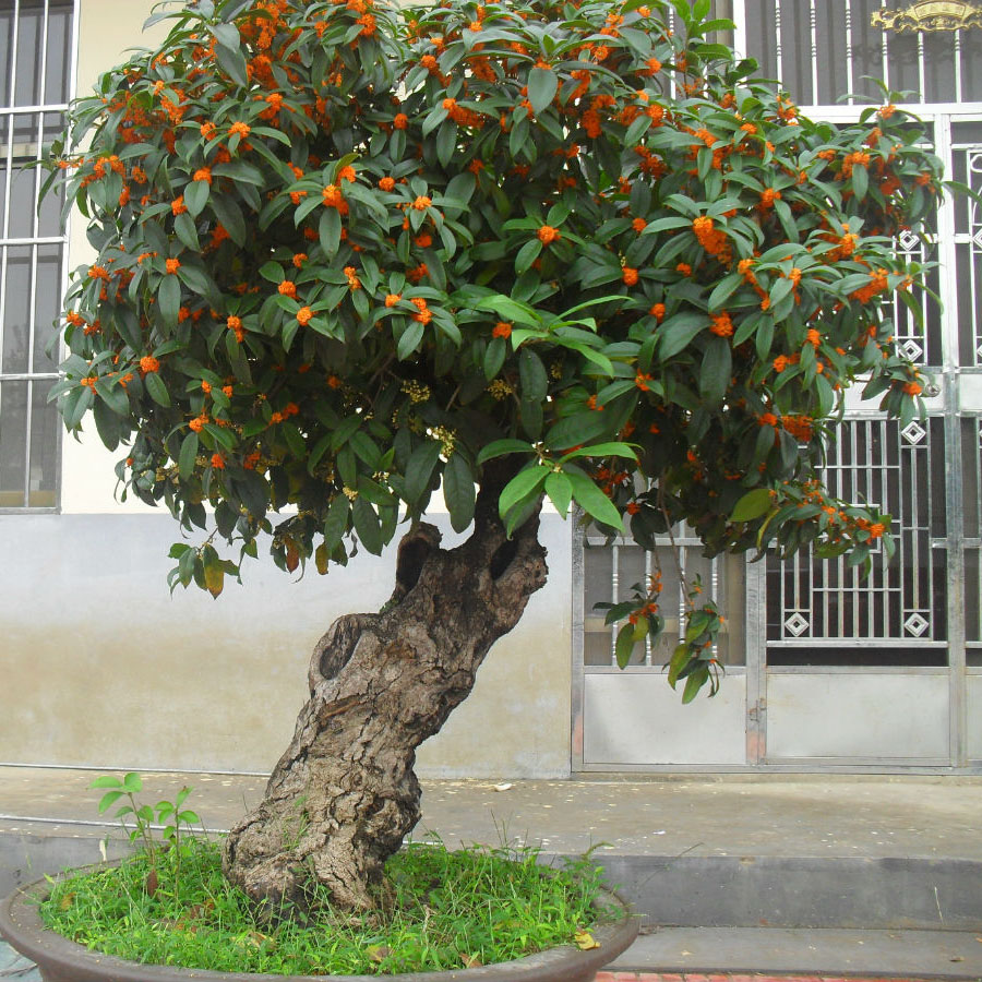 桂花树苗盆栽植物金桂沉香桂四季桂丹桂绿植室内庭院四季嫁接桂花