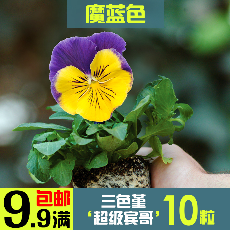 美国泛美进口三色堇超级宾哥系列10粒混色 秋播冬播耐寒观花种子