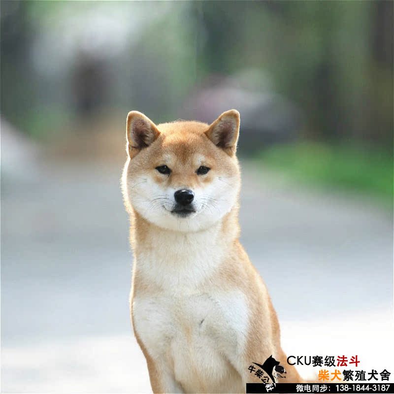 柴犬活体 柴犬幼犬活体 宠物狗狗 纯种日本柴犬