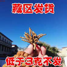 礼盒无断草 包邮 正宗野生天然西藏那曲青海玉树5条 冬虫夏草正品