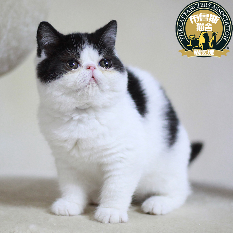 家养纯种黑白加菲猫 异国短毛猫宠物猫活体猫咪低价小萌宠