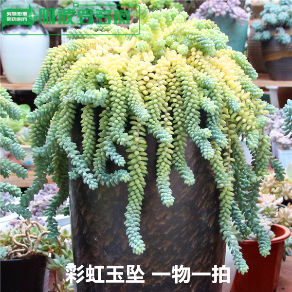 【精品多肉一物一拍】多肉植物彩虹玉坠新玉缀肉肉植物阿波罗多肉