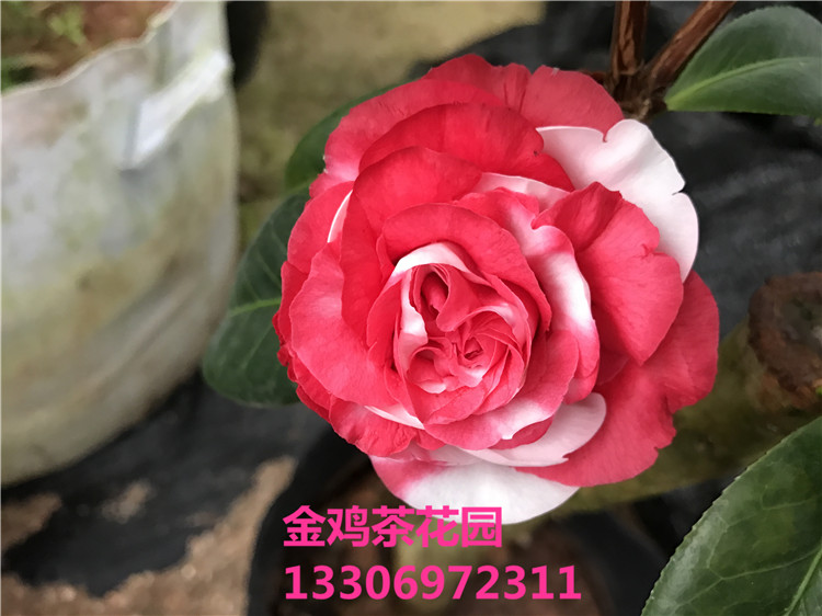 吉普赛女郎 茶花苗 山茶花 福建永福金鸡茶花园实物拍摄 特价包邮