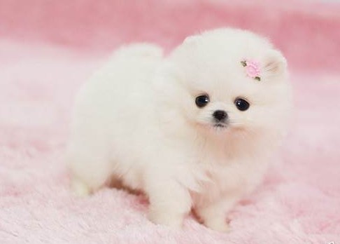 出售长不大的茶杯俊介犬纯种黄白博美犬幼犬哈多利博美犬宠物狗