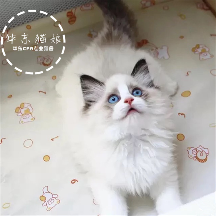 精品布偶猫cfa血统 纯种幼猫家养宠物猫猫咪活体开脸正可上门挑选