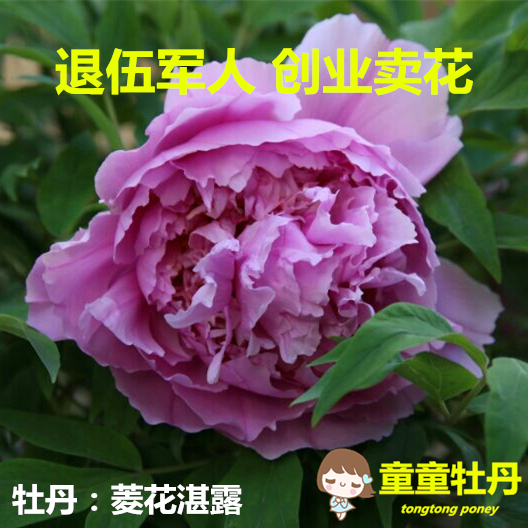 童童牡丹花苗 雨后风光 菏泽洛阳牡丹花 2017秋天发货