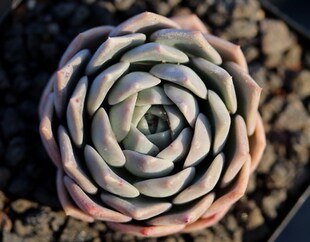 爱神 韩国进口多肉植物'sarang 爱神echeveria 一物一拍