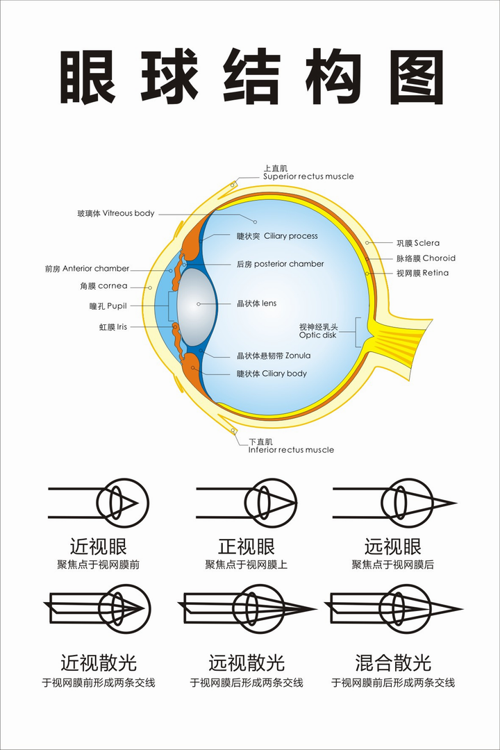 眼球结构图眼球解剖图眼睛知识海报6090厘米可定制296