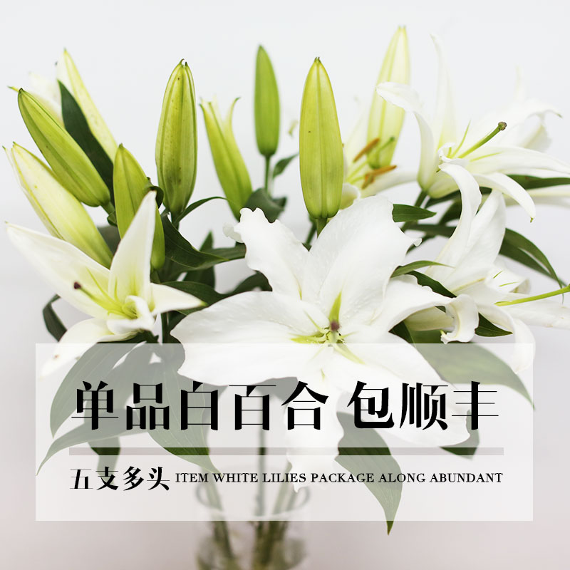 北京鲜花速递 鲜切花批发 5支多头白百合 京津冀包顺丰