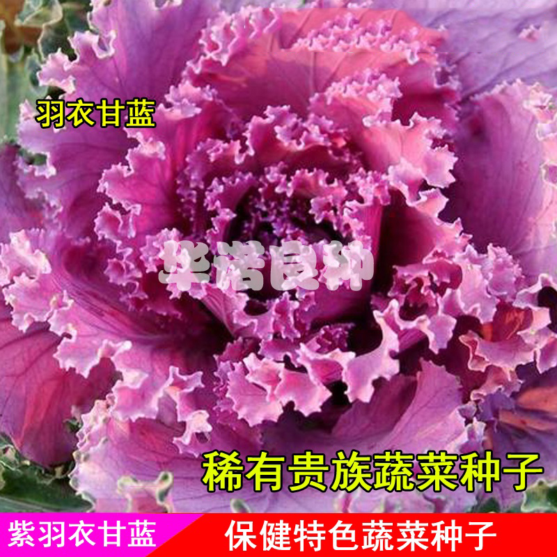 观赏食用进口紫羽衣甘蓝种子菜籽蔬菜种子冬季阳台盆栽叶牡丹耐寒