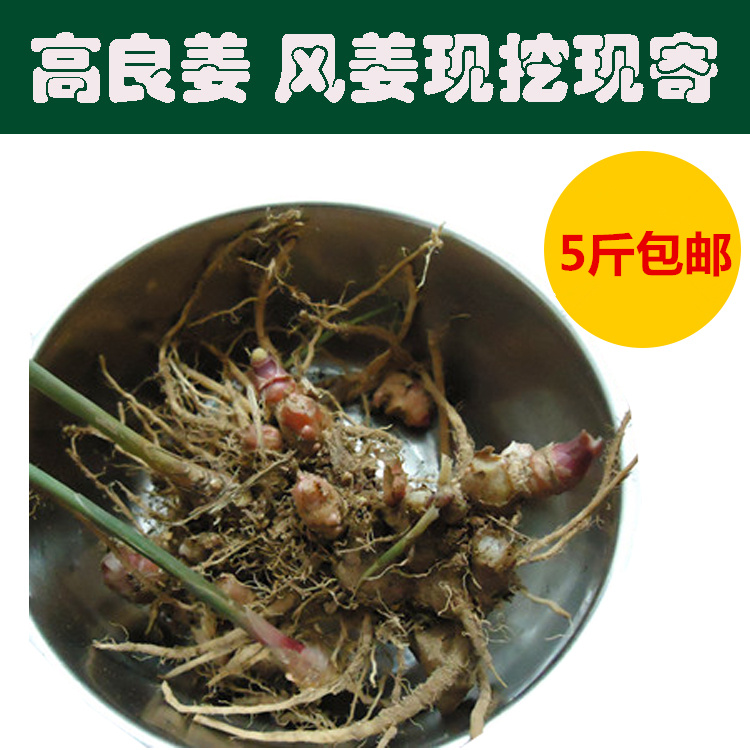 新鲜风姜阳春农家种植风姜月子姜月婆姜土生姜500g