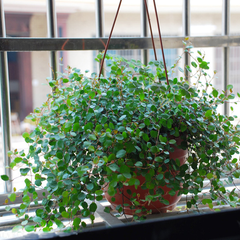 壁挂式千叶吊兰盆栽 阳台室内四季常青绿植花卉盆栽 装饰植物