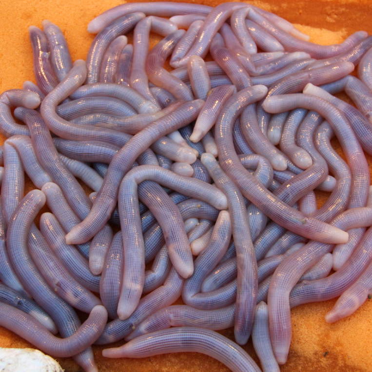 【鲜活特色海鲜】北海生猛海鲜特产沙虫 方格星虫 沙肠子 沙肠虫