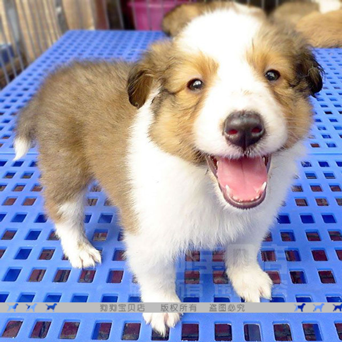 出售苏格兰牧羊犬 纯种黄白色 苏牧 幼犬 宠物犬/苏牧犬001