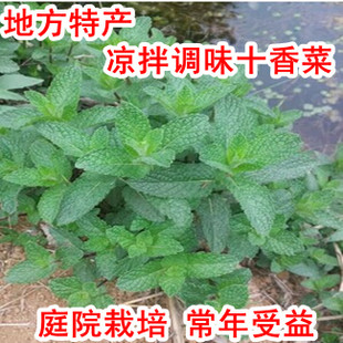 河南特产大叶 小叶十香菜种子苗 石香菜时令野菜 麝香菜带泥发货