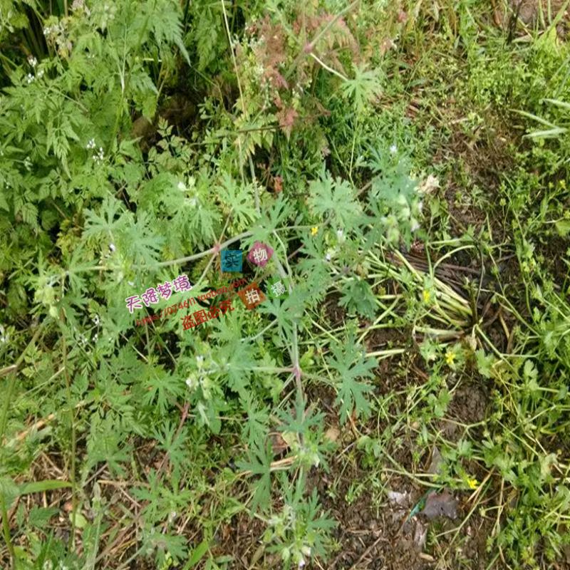 老鹳草苗 老鹳嘴 老鸦嘴 野生药材新鲜老鹳草 老观草10棵30元