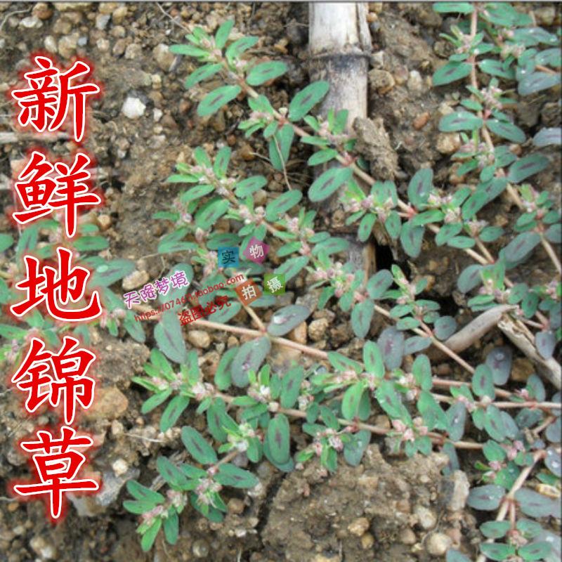 野生药材新鲜地锦草 斑地锦 奶汁草 奶浆草 小飞扬 通奶草250克