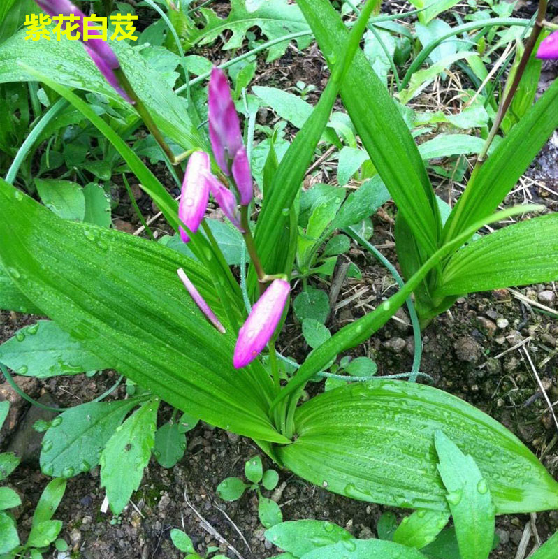 四川野生新鲜白芨种苗/白给/白及,药用或种植用,如图实物每斤58元