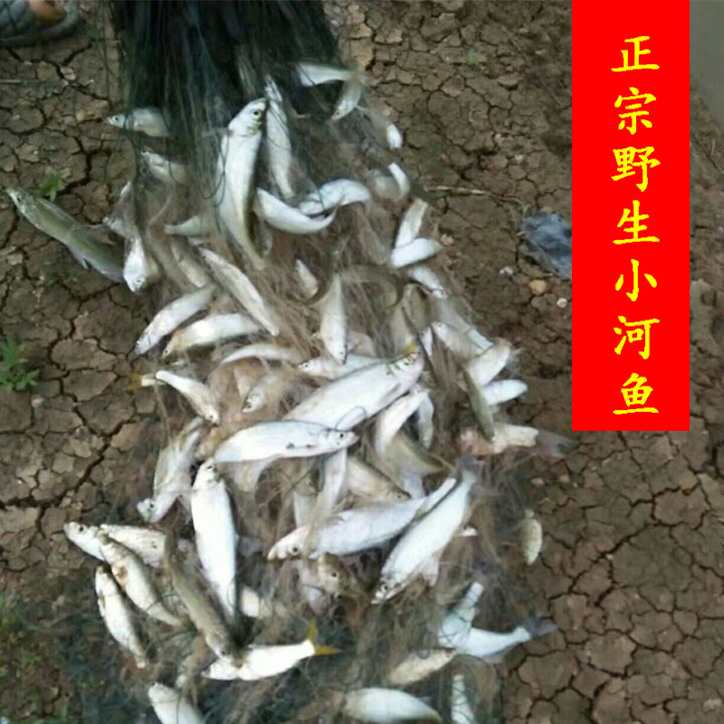 新鲜小河鱼 淡水鱼 杂鱼 正宗野生小河鱼湖南永州特产