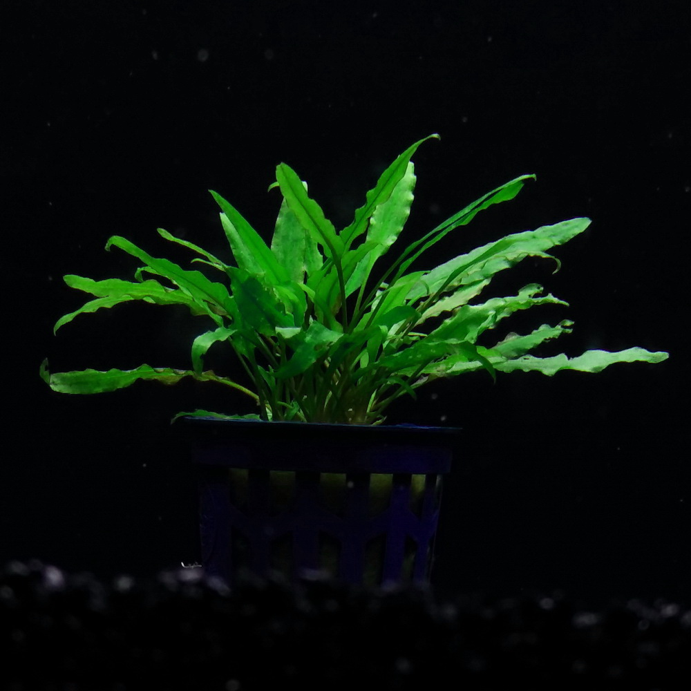 [千草堂水族-水草]绿温蒂椒草/皱边椒/5-8棵/5厘米圆萝/入门造景