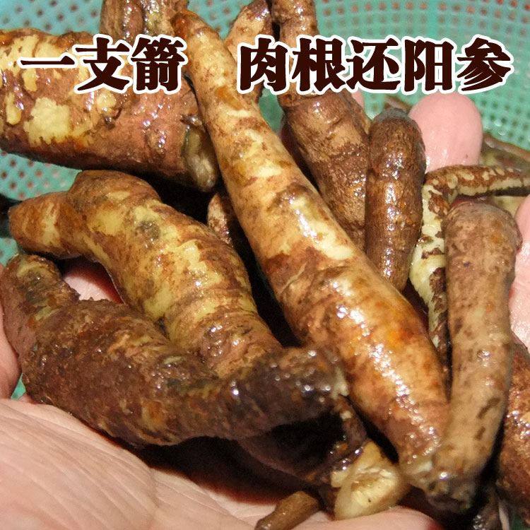 一支箭肉根还阳参土生地云南野生中草药材250克四件包邮干净肺热