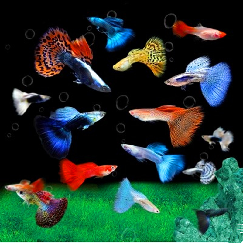 鱼马赛克孔雀冰蓝金红孔雀鱼免邮1077观赏鱼孔雀鱼套餐热带鱼淡水