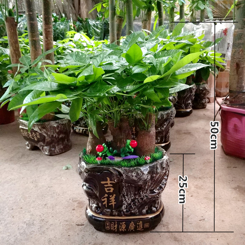 发财树盆栽室内招财盆景客厅书房绿植开业盆栽
