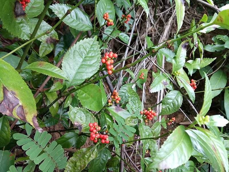 广西深山新鲜草珊瑚 山鸡茶肿节风 九节风接骨莲骨节茶 十斤包邮