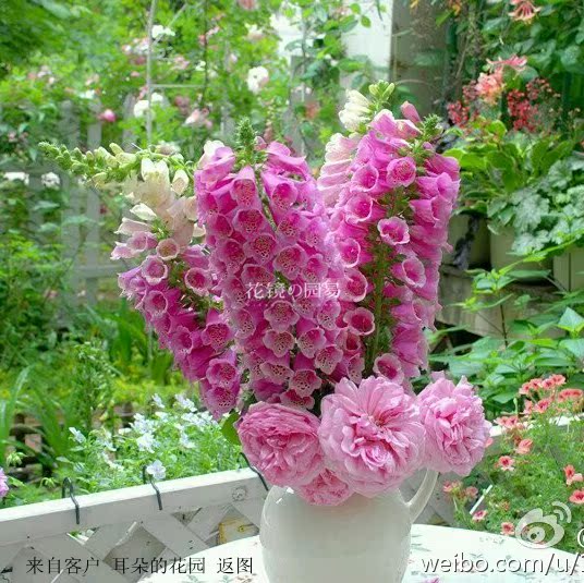12月5号发货 毛地黄花苗 狐狸手套 胜境 多年生 小苗2株价