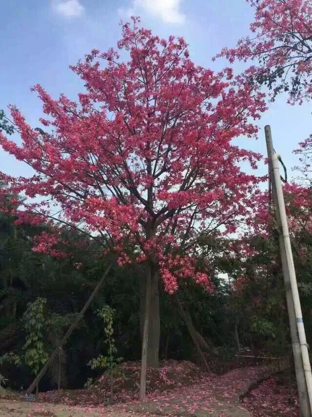 美丽异木棉树苗 美人树苗 大腹木棉苗 酒瓶树苗 庭院小区地栽种植