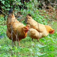 鸡公鸡老母鸡生态土鸡-鸡 新鲜现杀土家生态鸡