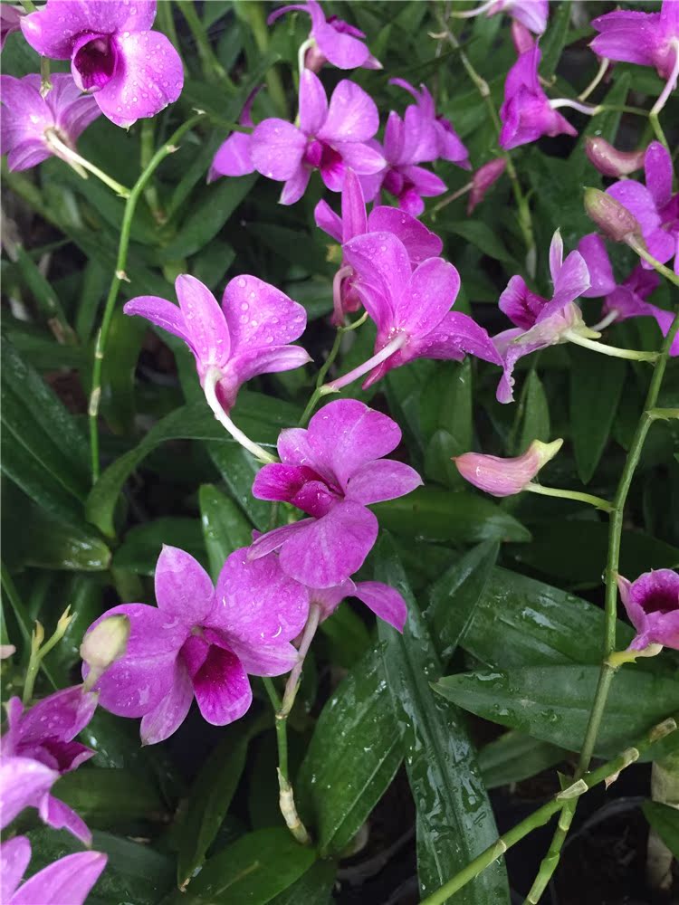 阳台盆栽绿植花卉盆景秋石斛兰花苗 四季兰 石斛兰兰花 包邮