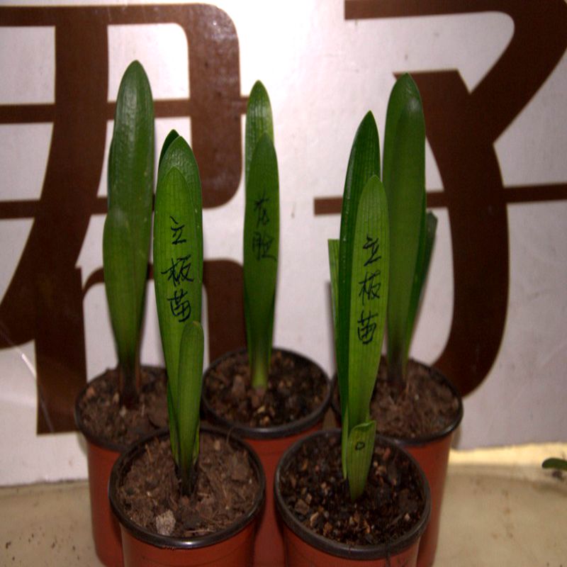 君子兰精品小苗