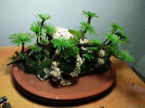 水培九死还魂草苔藓盆景 办公室内植物茶室创意盆栽绿植菖蒲兰花