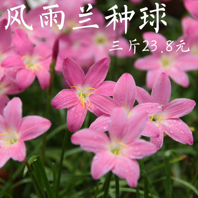 风雨兰 小桃红韭菜莲葱兰韭兰石蒜花苗种球庭院绿植非