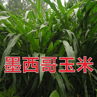 墨西哥玉米草种子优12进口大刍草养羊鸡鱼高产青储饲料宽叶牧草籽