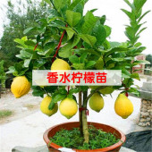 包邮 果树苗四季结果南方种植盆栽香水柠檬苗 柠檬树苗盆栽结果