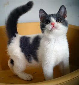 皇城名猫 英短蓝猫英短正八蓝白英短蓝白活体幼猫纯种家养