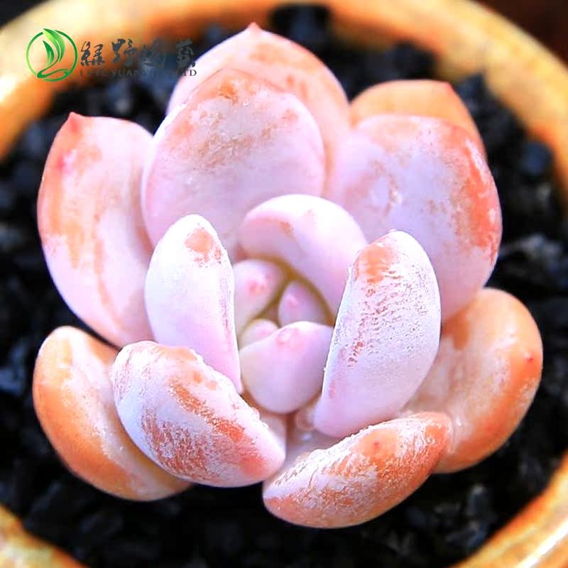 绿野园艺|芙蓉雪莲 进口多肉特价多肉植物防辐射花卉绿植满额包邮