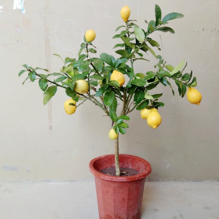 盆栽带花柠檬苗 盆栽柠檬树香水柠檬四季结果盆栽果树苗庭院植物