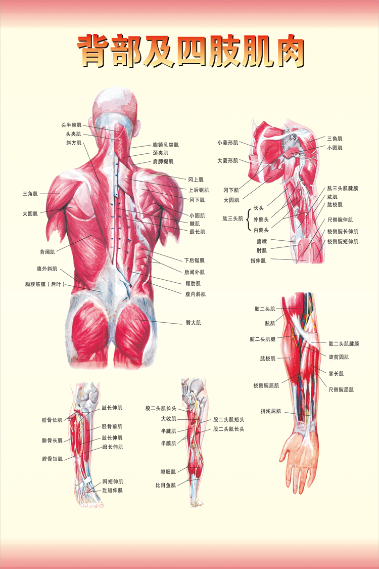 《背部及四肢肌肉图》医院大挂图人体经络穴位图中医养生保健海报