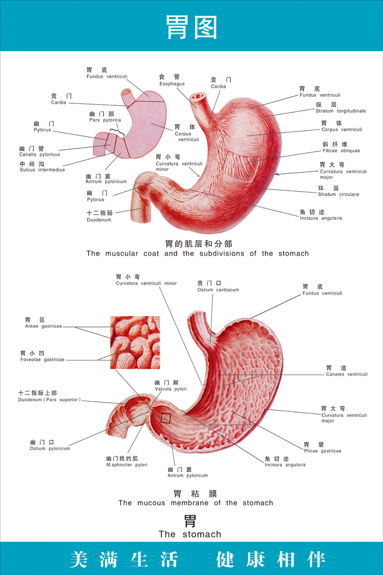 《胃图》医院大挂图人体经络穴位图中医养生保健海报