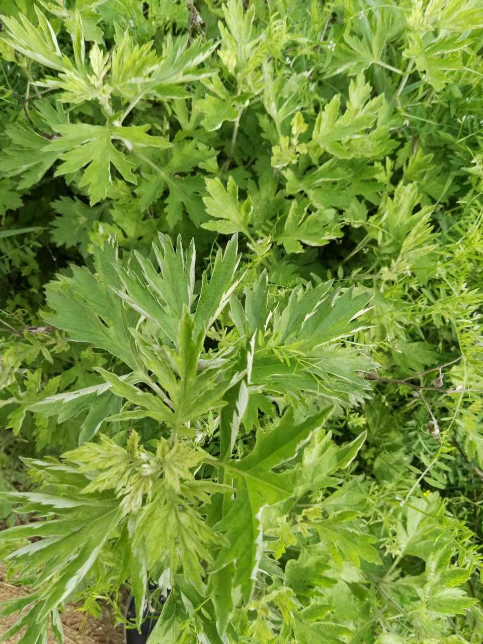 野生驱寒纯整株棵根带杆艾叶干250g 煲汤蕲艾草条泡澡