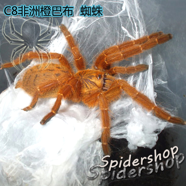 现货c8非洲橙巴布6-8cm小公繁殖用凶猛宠物蜘蛛大幼体金色蜘蛛