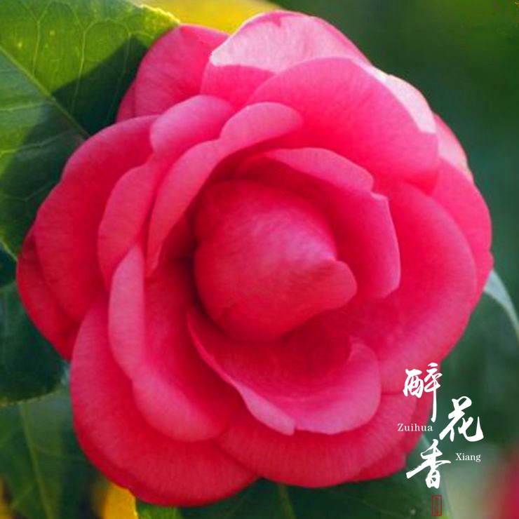 七巧 福建大朱砂茶花苗 绿植花卉盆栽阳台客厅花苗庭院植物 包邮