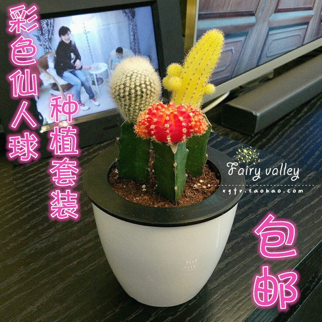 彩色仙人球盆栽 仙人掌万重山金琥 多肉植物盆栽 防辐射 彩色组合