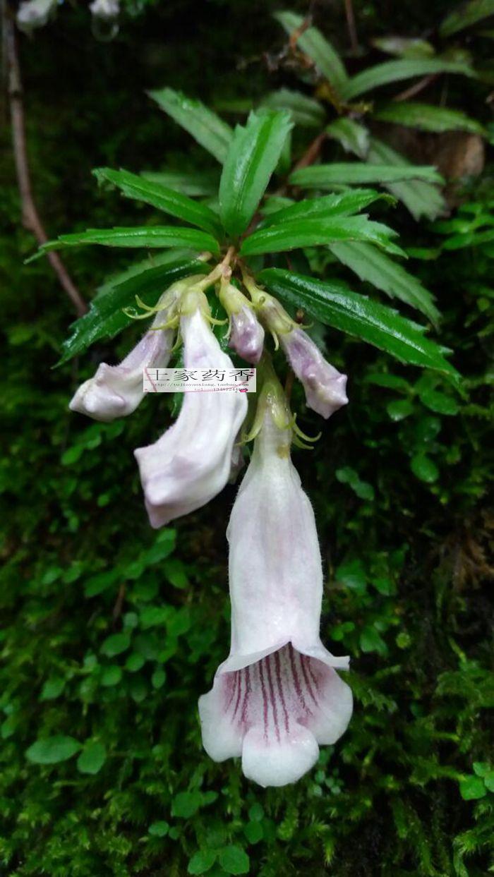 野生吊石苣苔 石吊兰 岩泽兰 苦苣苔盆栽 雨林缸造景 假山石植物